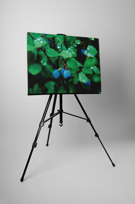Tablou canvas : Porumbar [3]