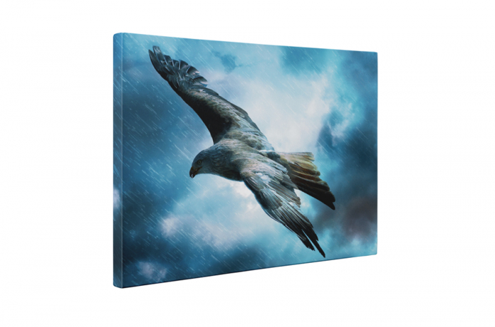 Tablou canvas : Soimul [5]