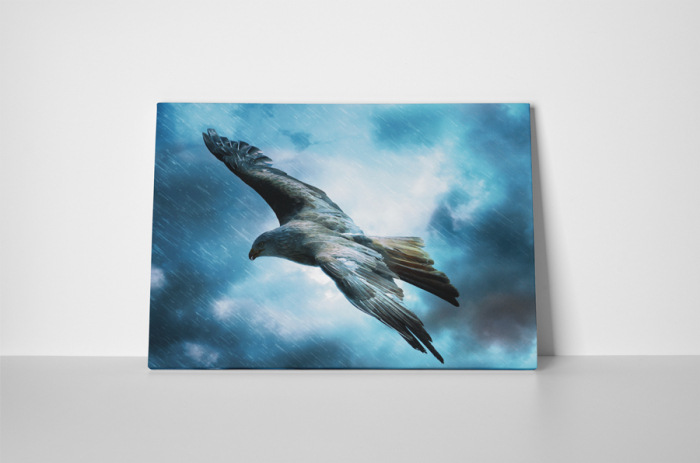 Tablou canvas : Soimul [2]