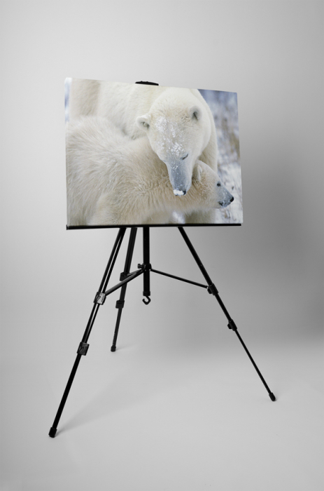 Tablou canvas : Ursi polari [3]