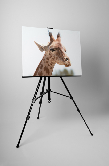Tablou canvas : Girafa simpatica [3]