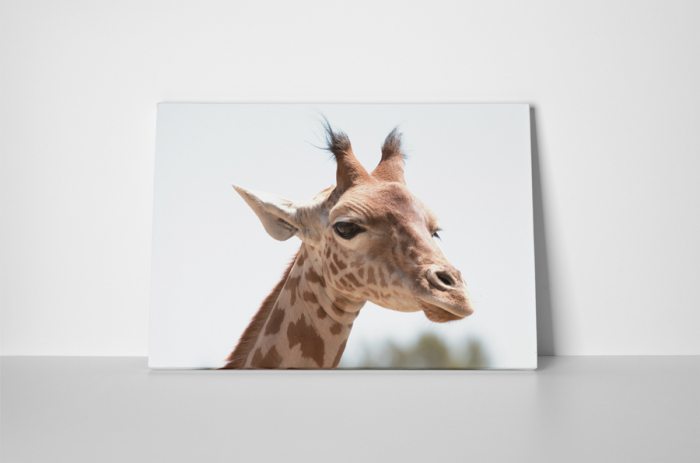 Tablou canvas : Girafa simpatica [2]