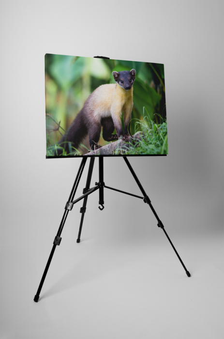Tablou canvas : Jderul cu gatul galben [3]