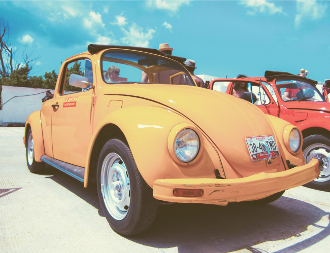 Tablou canvas : Beetle [4]
