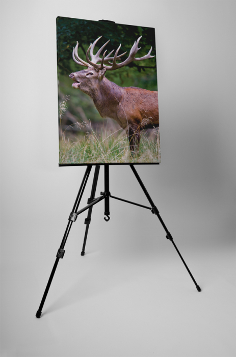 Tablou canvas : Cerbul [3]