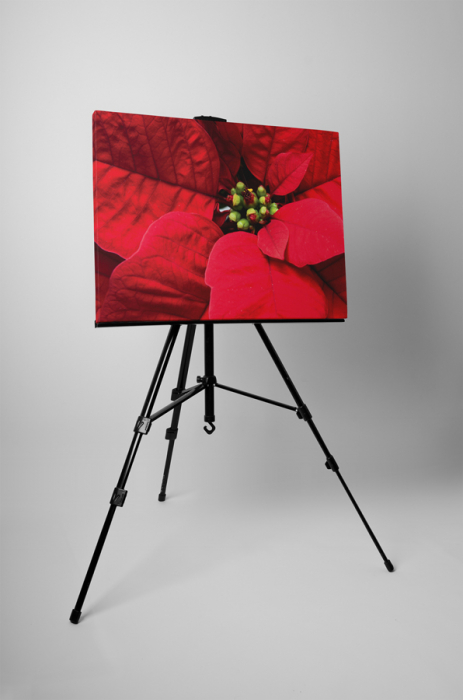 Tablou canvas : Poinsettia [3]