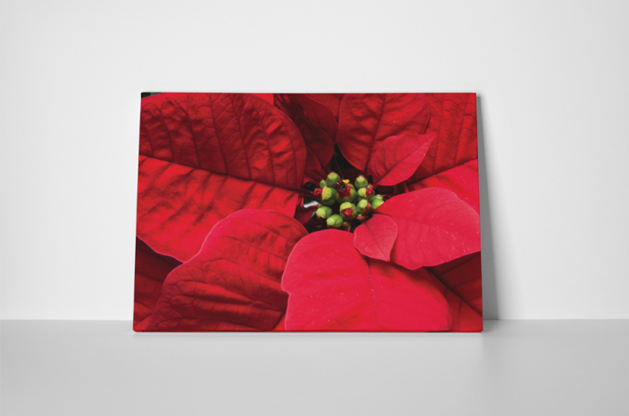 Tablou canvas : Poinsettia [2]