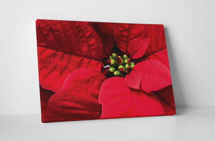 Tablou canvas : Poinsettia [1]