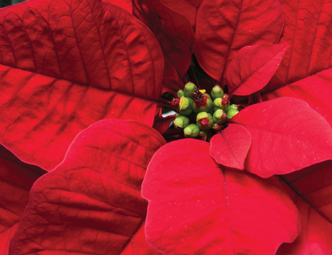 Tablou canvas : Poinsettia [4]