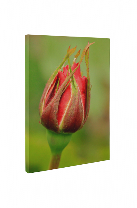 Tablou canvas : Boboc de trandafir [5]