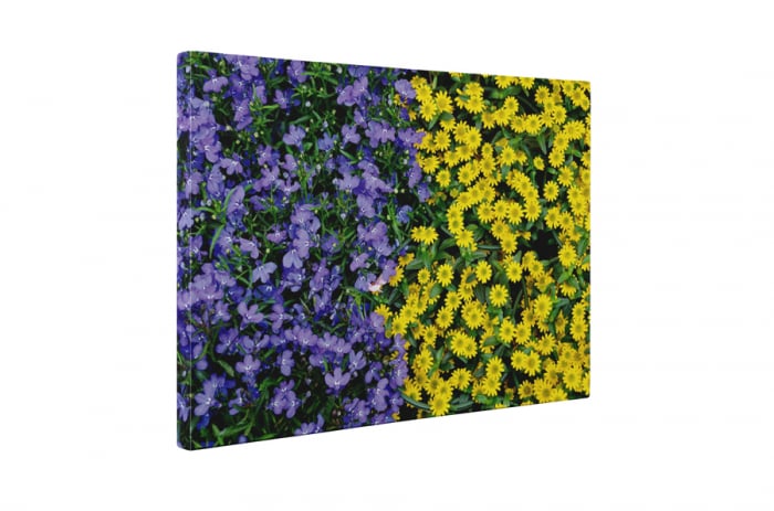 Tablou canvas : Covor de flori [5]