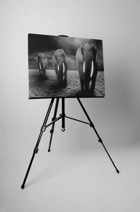 Tablou canvas : Trei elefanti [3]