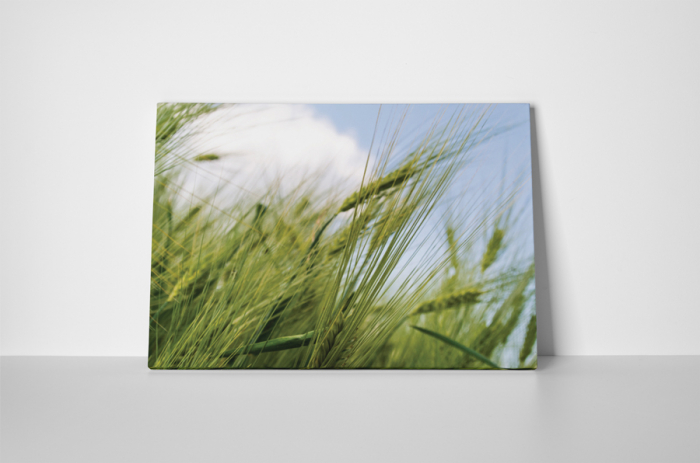 Tablou canvas : Graul verde [2]
