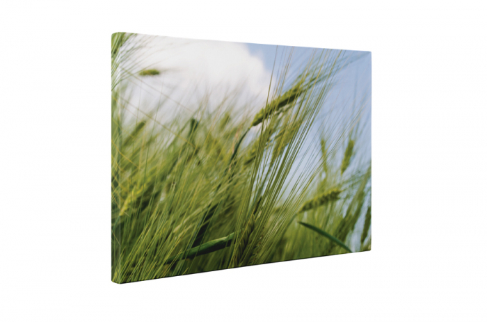 Tablou canvas : Graul verde [5]