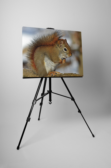 Tablou canvas : Veverita [3]
