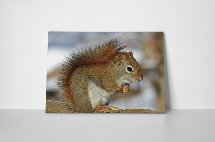 Tablou canvas : Veverita [2]