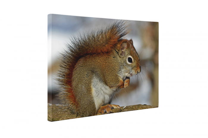 Tablou canvas : Veverita [5]
