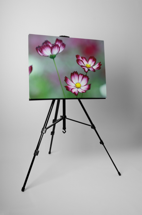 Tablou canvas : Flori de cosmos [3]