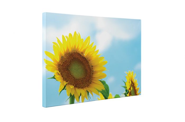 Tablou canvas : O floare, o raza de soare [5]
