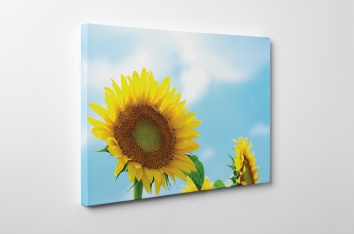 Tablou canvas : O floare, o raza de soare [3]