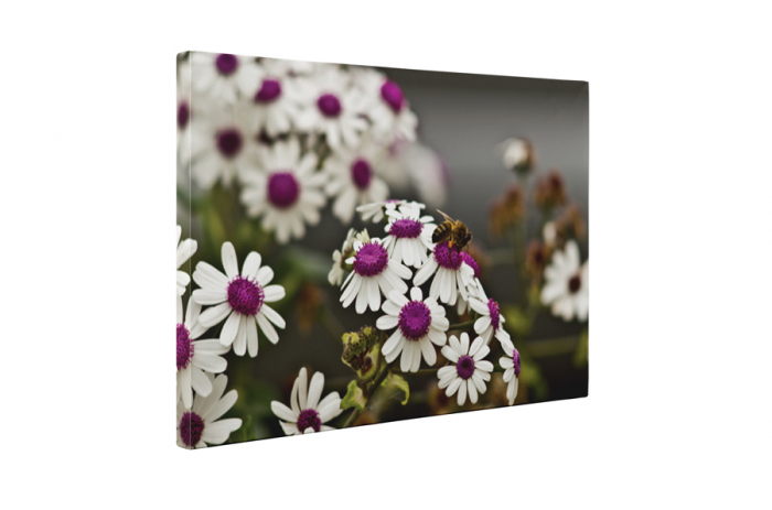 Tablou canvas : Musetel [5]