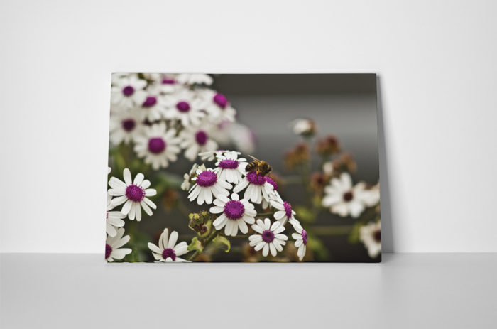 Tablou canvas : Musetel [2]