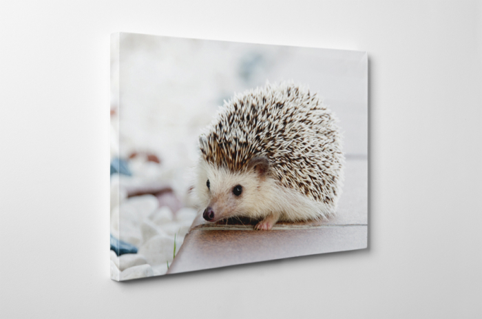 Tablou canvas : Ariciul simpatic [6]
