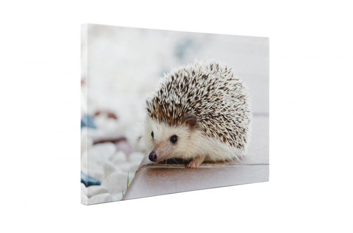 Tablou canvas : Ariciul simpatic [2]