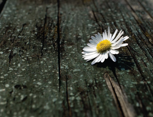 Tablou canvas : Musetel orfan [4]