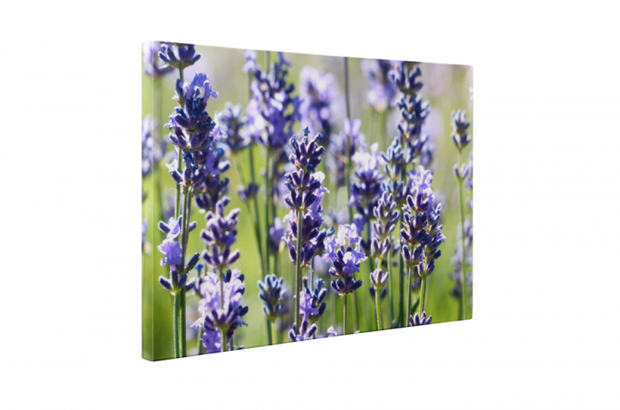 Tablou canvas : Levantica [5]