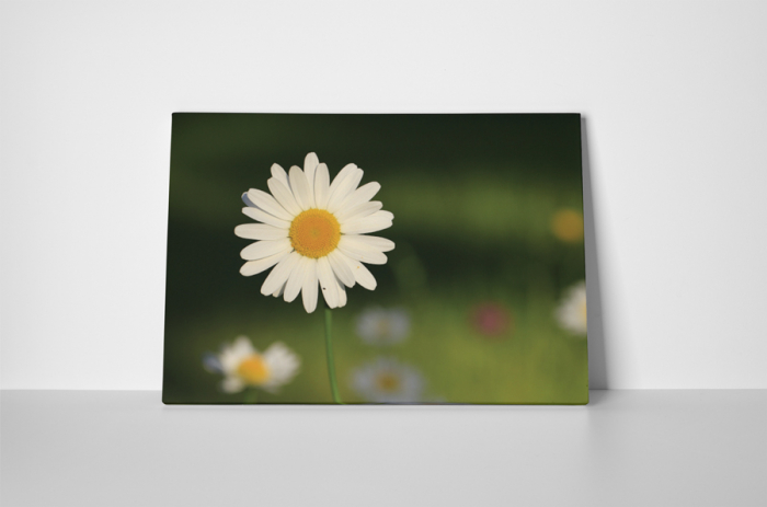 Tablou canvas : Un musetel [2]