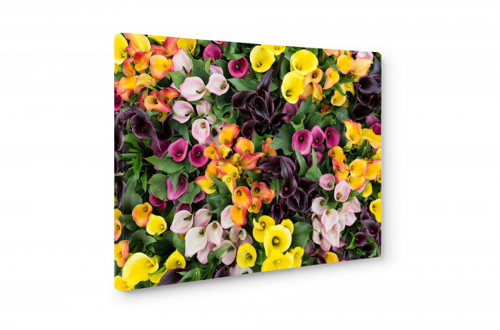 Tablou canvas : Flori frumoase colorate [3]