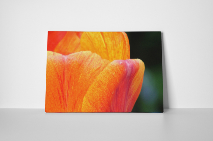 Tablou canvas : Petale [2]