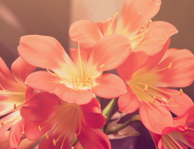 Tablou canvas : Floricele [4]