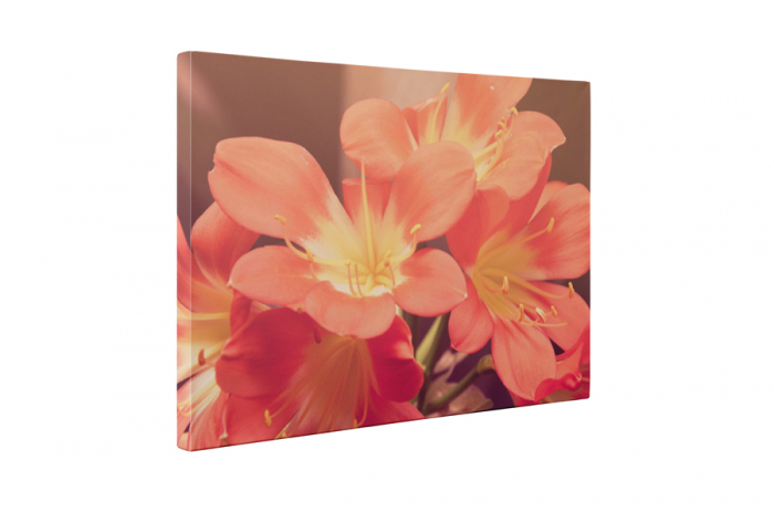 Tablou canvas : Floricele [5]