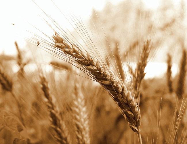Tablou canvas : Grau [4]