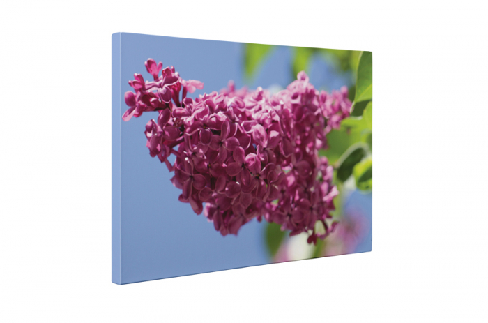 Tablou canvas : Liliacul mov [5]