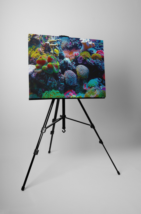 Tablou canvas : Viata subacvatica [3]