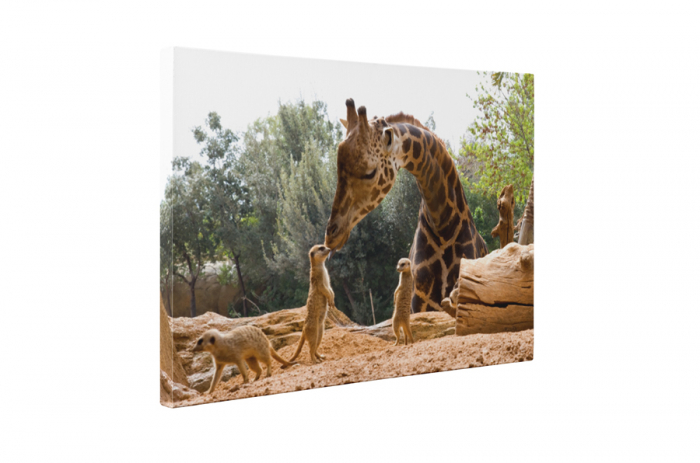 Tablou canvas : Gradina zoologica [5]