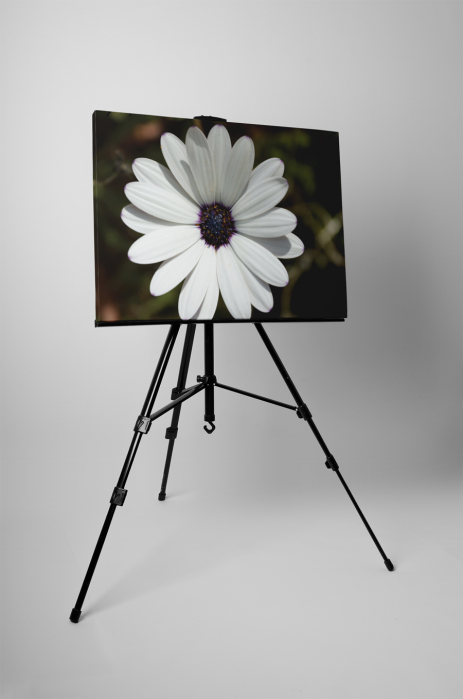 Tablou canvas : Petale albe [3]