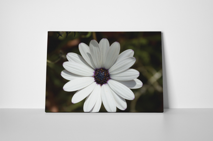 Tablou canvas : Petale albe [2]