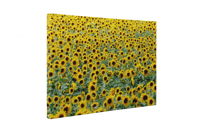 Tablou canvas : Camp invelit cu floarea soarelui [5]