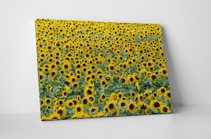 Tablou canvas : Camp invelit cu floarea soarelui [1]