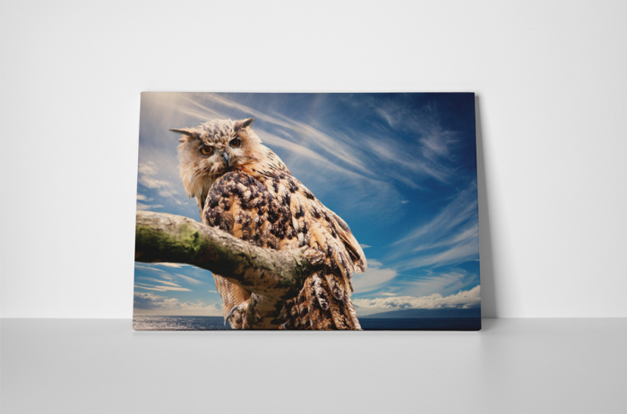 Tablou canvas : Bufnita [2]