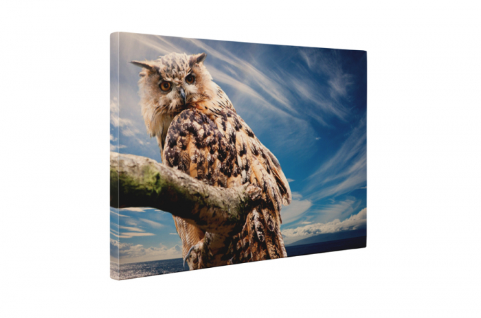 Tablou canvas : Bufnita [5]