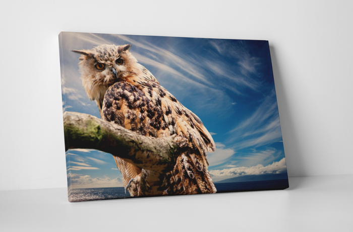 Tablou canvas : Bufnita [1]