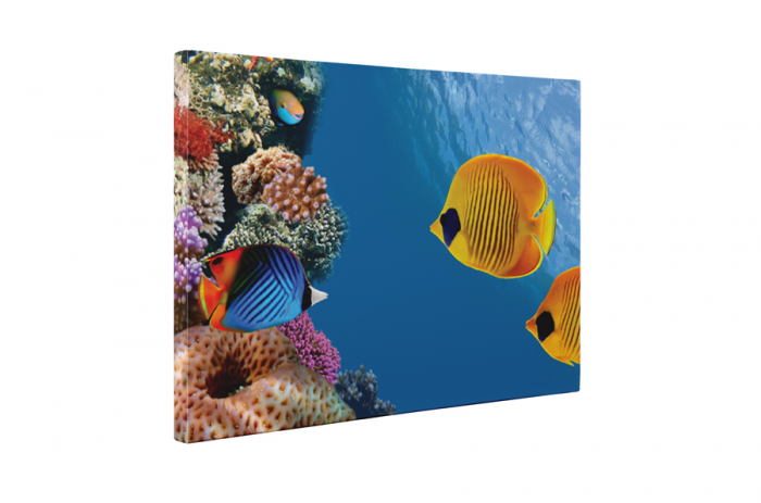 Tablou canvas : Lumea marina [5]