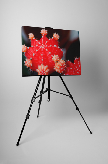 Tablou canvas : Cactus [3]