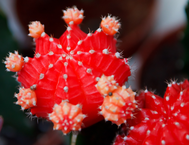 Tablou canvas : Cactus [4]
