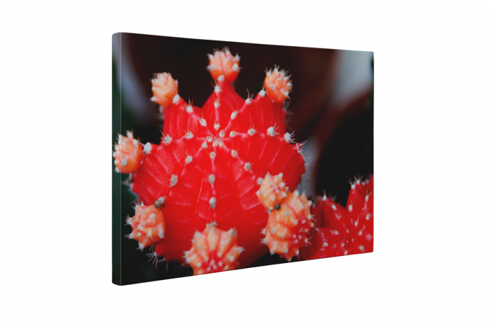 Tablou canvas : Cactus [5]